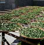 oolong tea processing